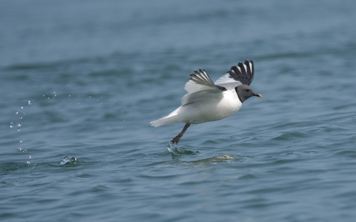 Sabine's Gull - ML622946213