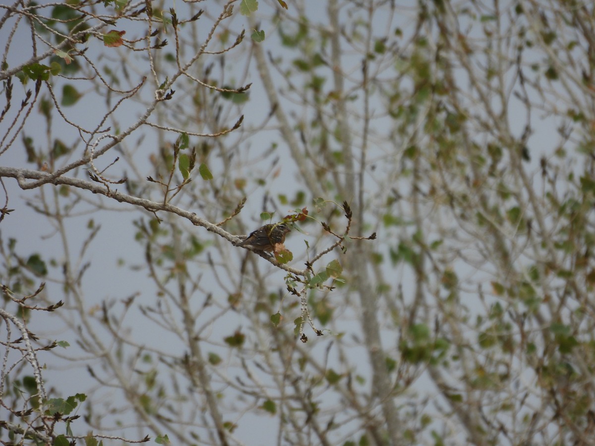 Black-headed Grosbeak - Carl Lundblad