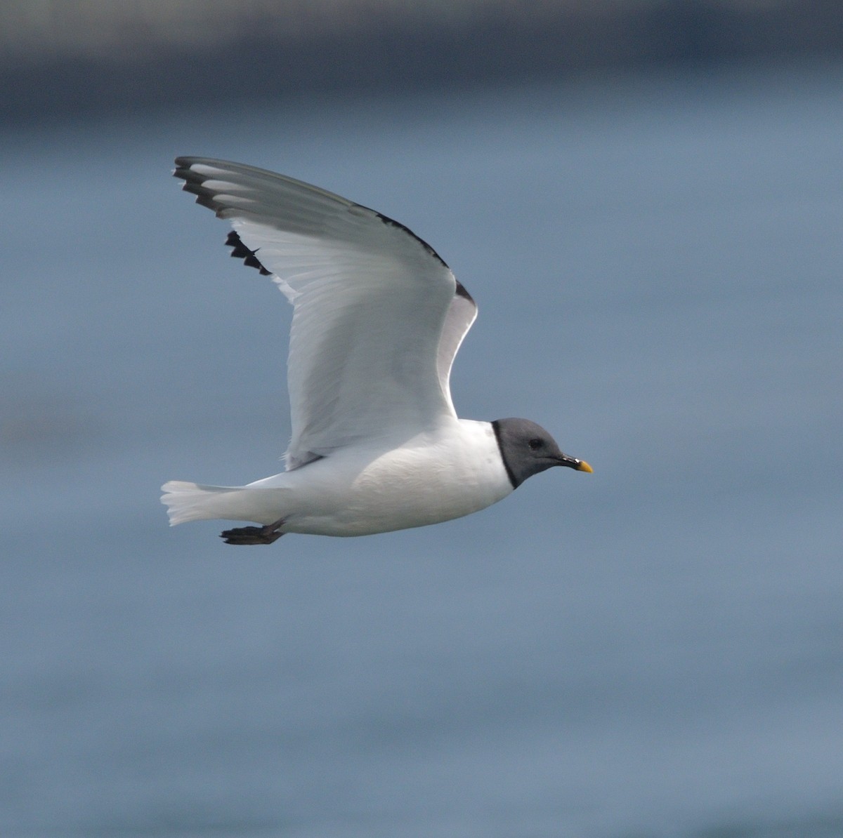 Sabine's Gull - ML622946218