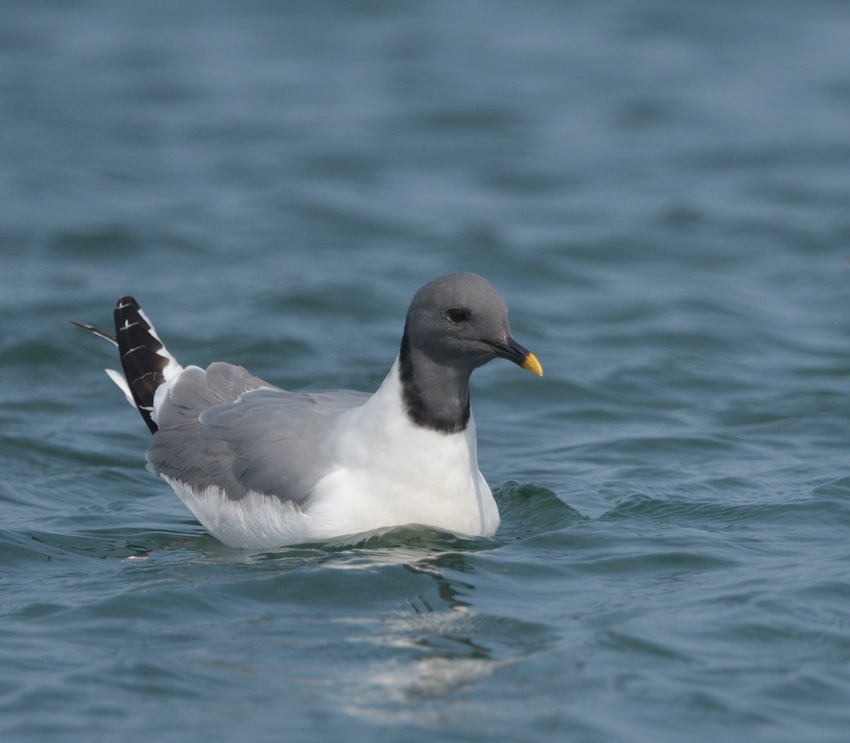 Sabine's Gull - ML622946227