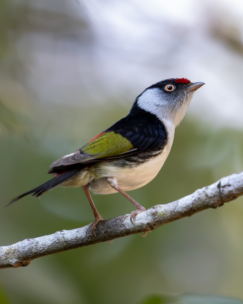 Pin-tailed Manakin - Katia Oliveira