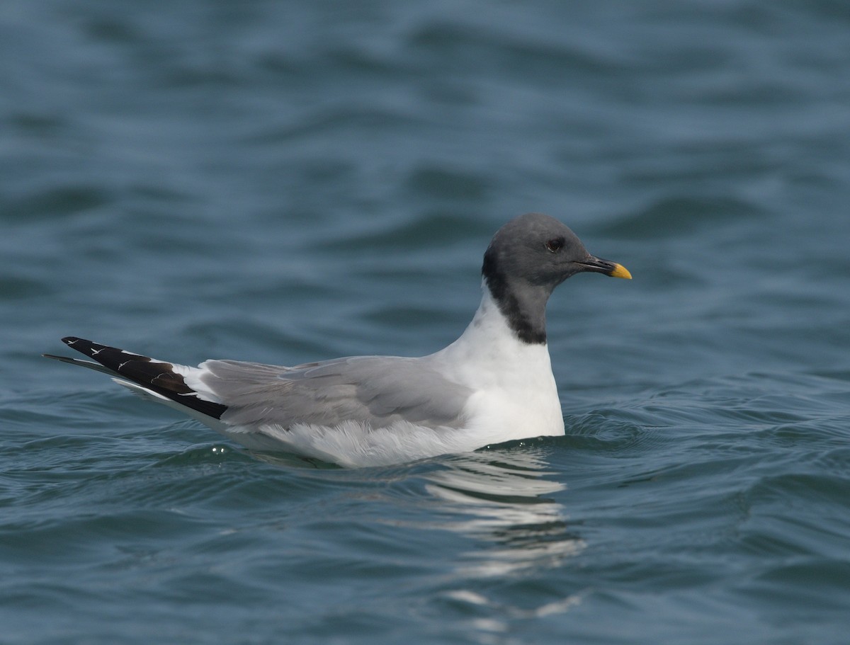 Sabine's Gull - ML622946230