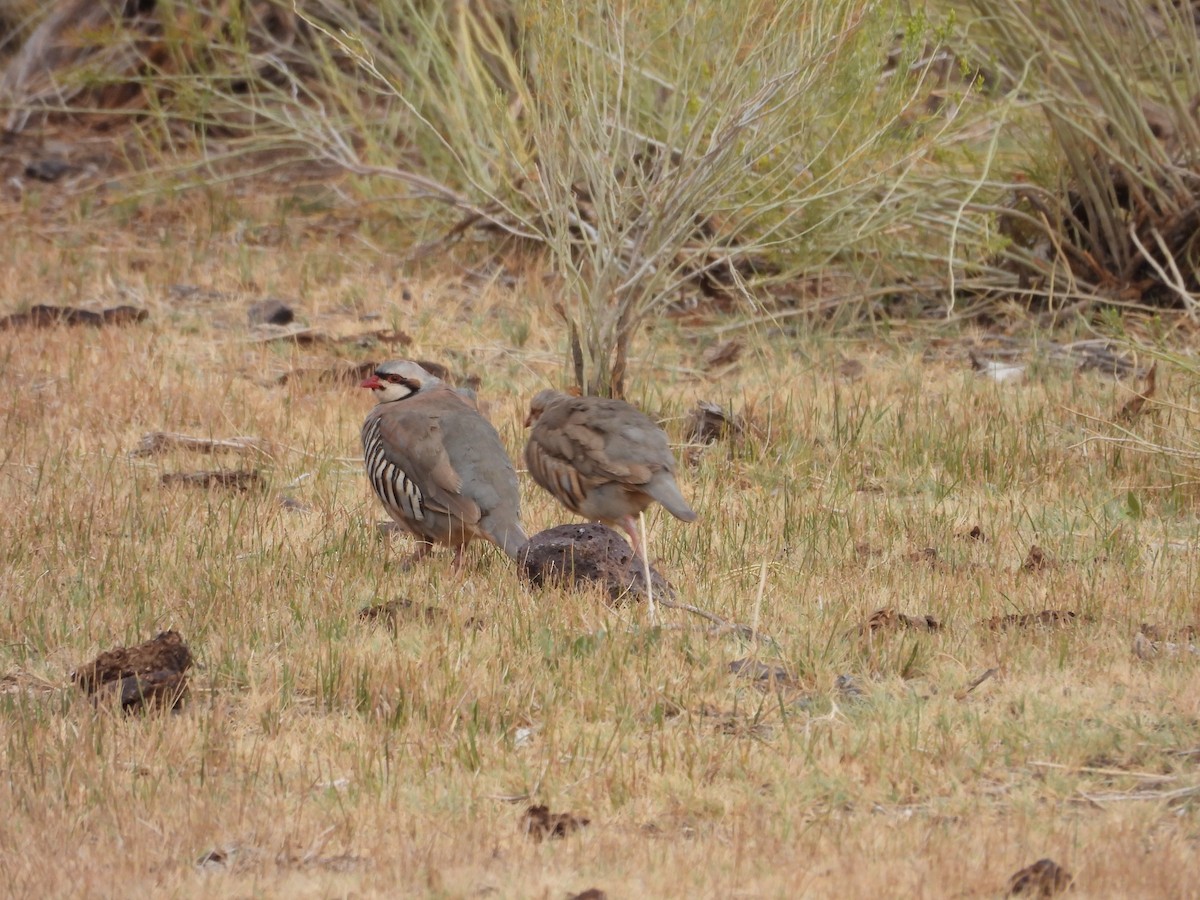 Chukar - Carl Lundblad