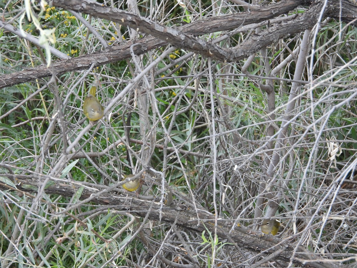 MacGillivray's Warbler - Carl Lundblad