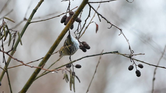 Eurasian Siskin - ML622946531