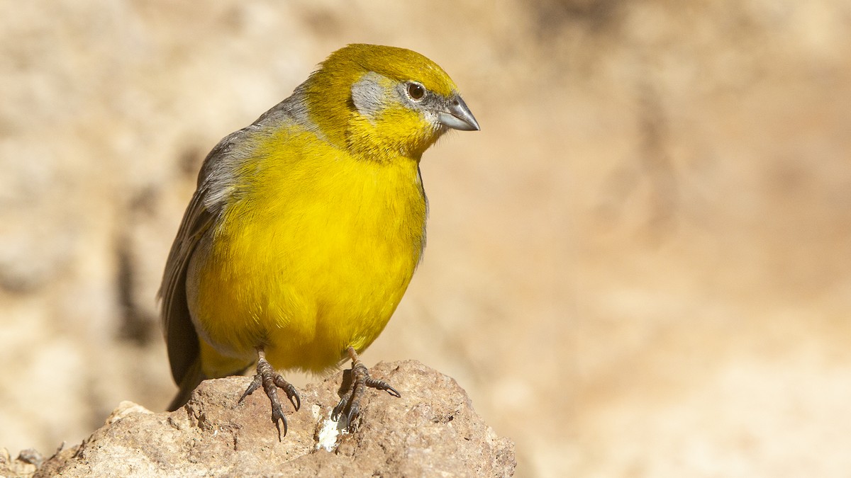 Bright-rumped Yellow-Finch - Pedro Allasi Condo - COAP - COLLAGUA BIRDER