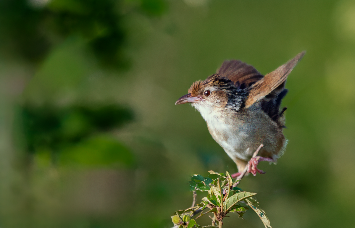 Chinese Grassbird - ML622946638