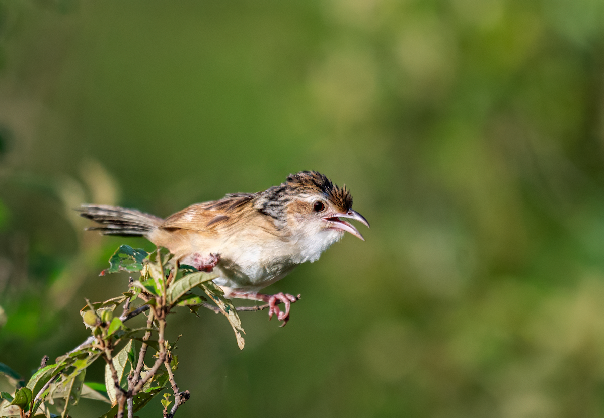 Chinese Grassbird - ML622946640