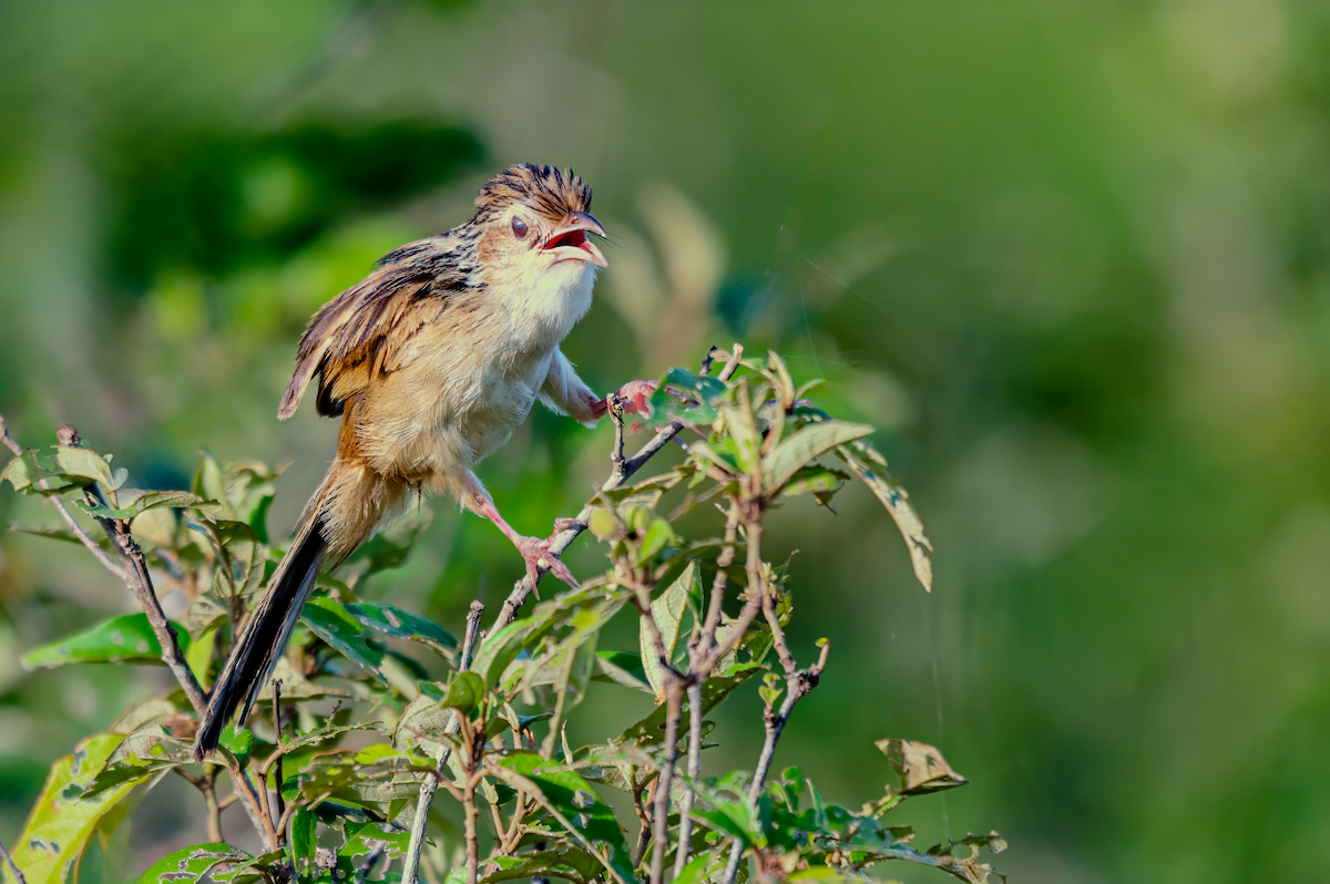 Chinese Grassbird - ML622946641