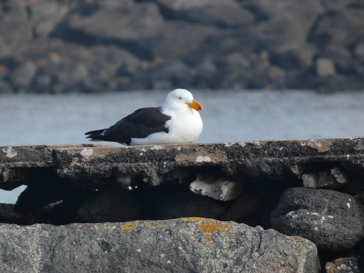 Pacific Gull - ML622946672