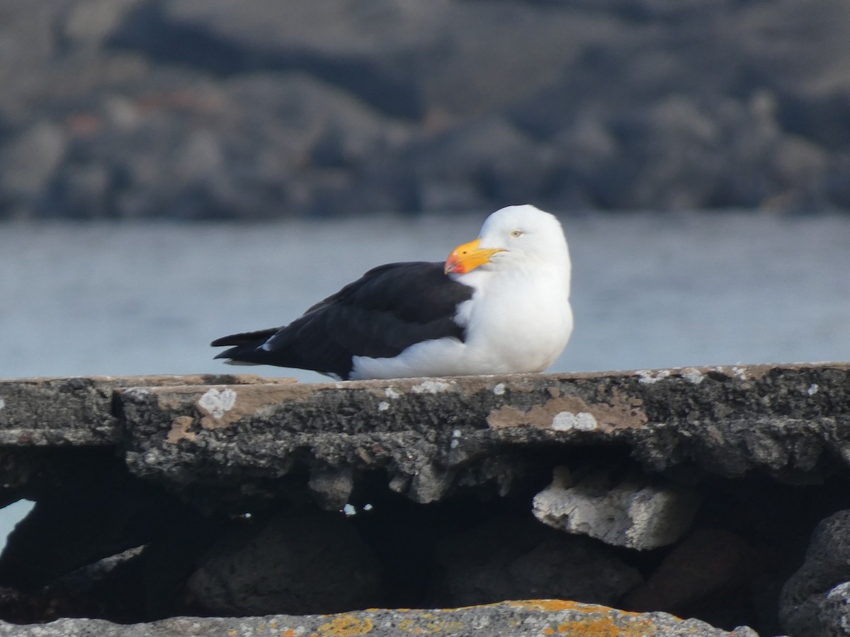 Pacific Gull - Eneko Azkue