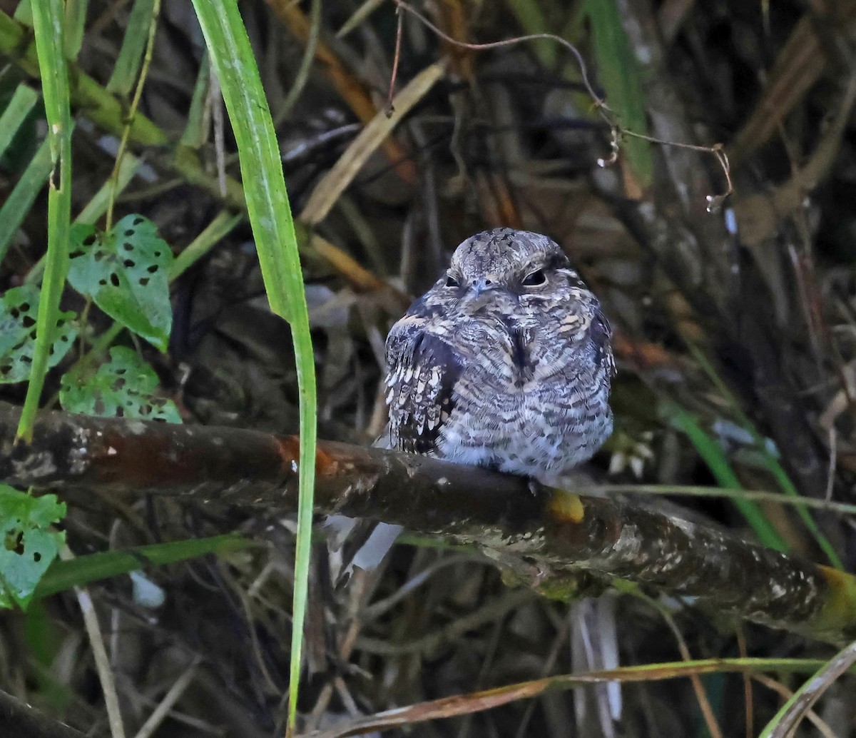 Ladder-tailed Nightjar - ML622946690