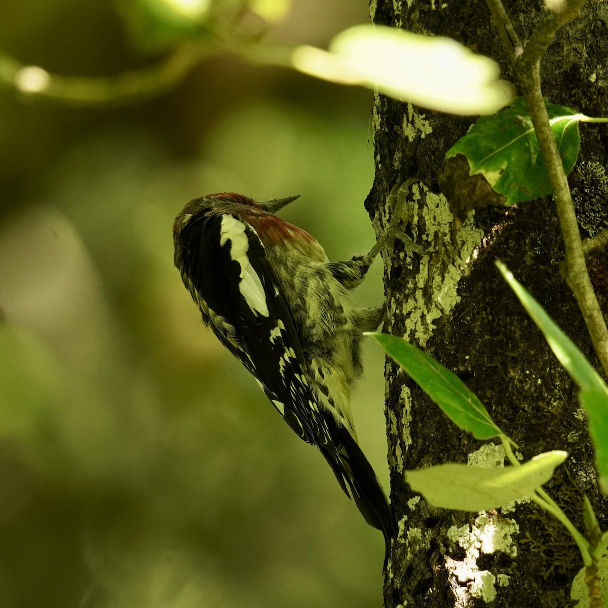 Red-breasted Sapsucker - ML622946695