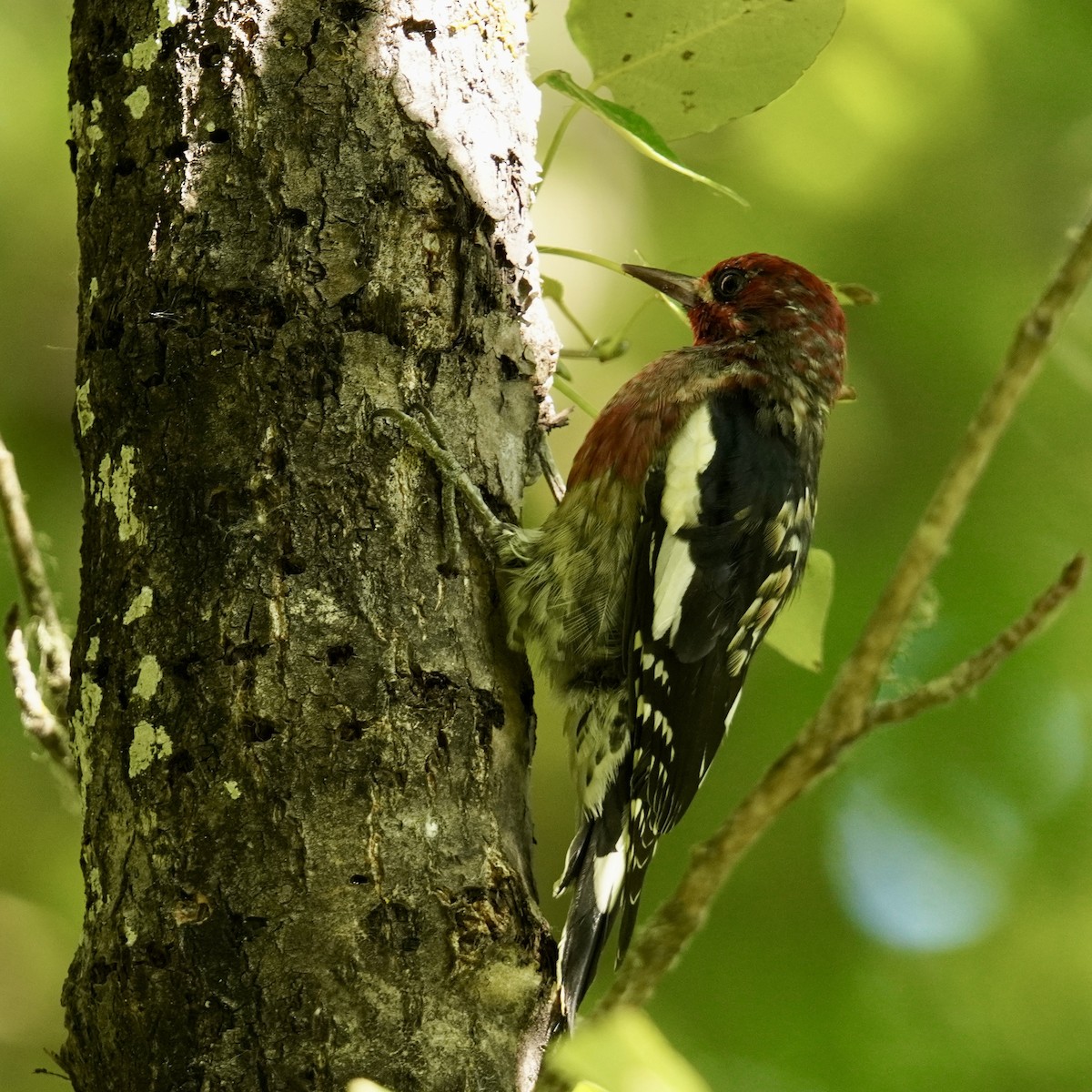 Red-breasted Sapsucker - ML622946696