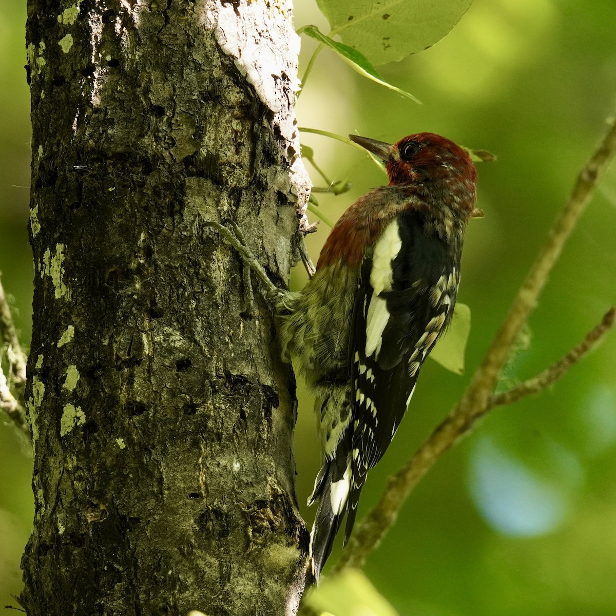 Red-breasted Sapsucker - ML622946697