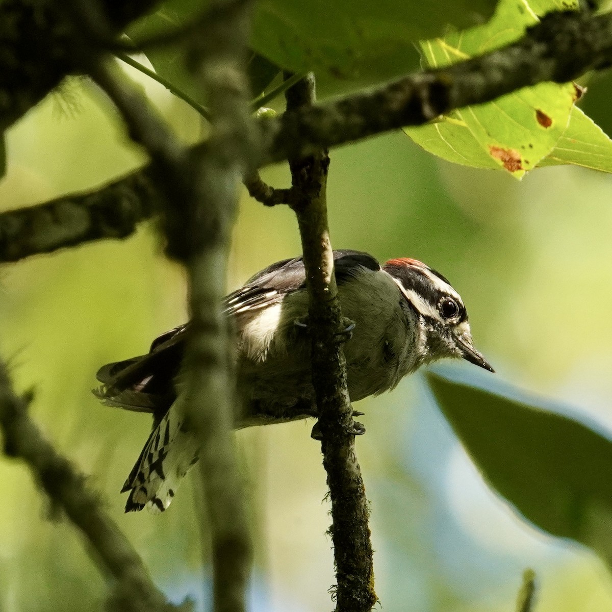 Downy Woodpecker - Matthew Mottern