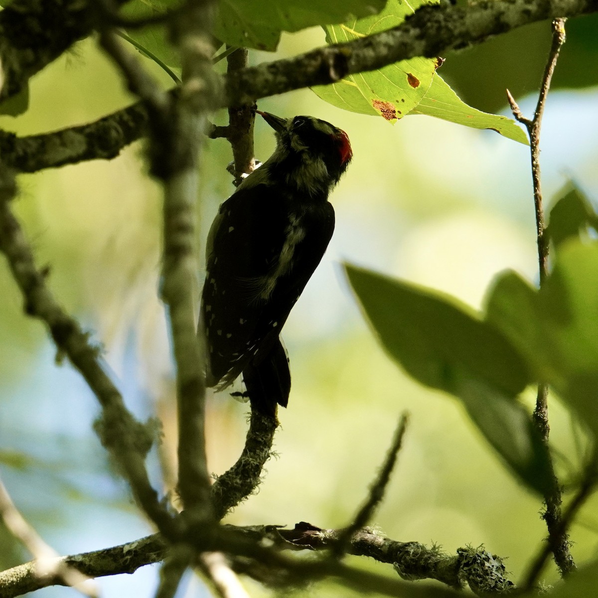 Downy Woodpecker - ML622946712