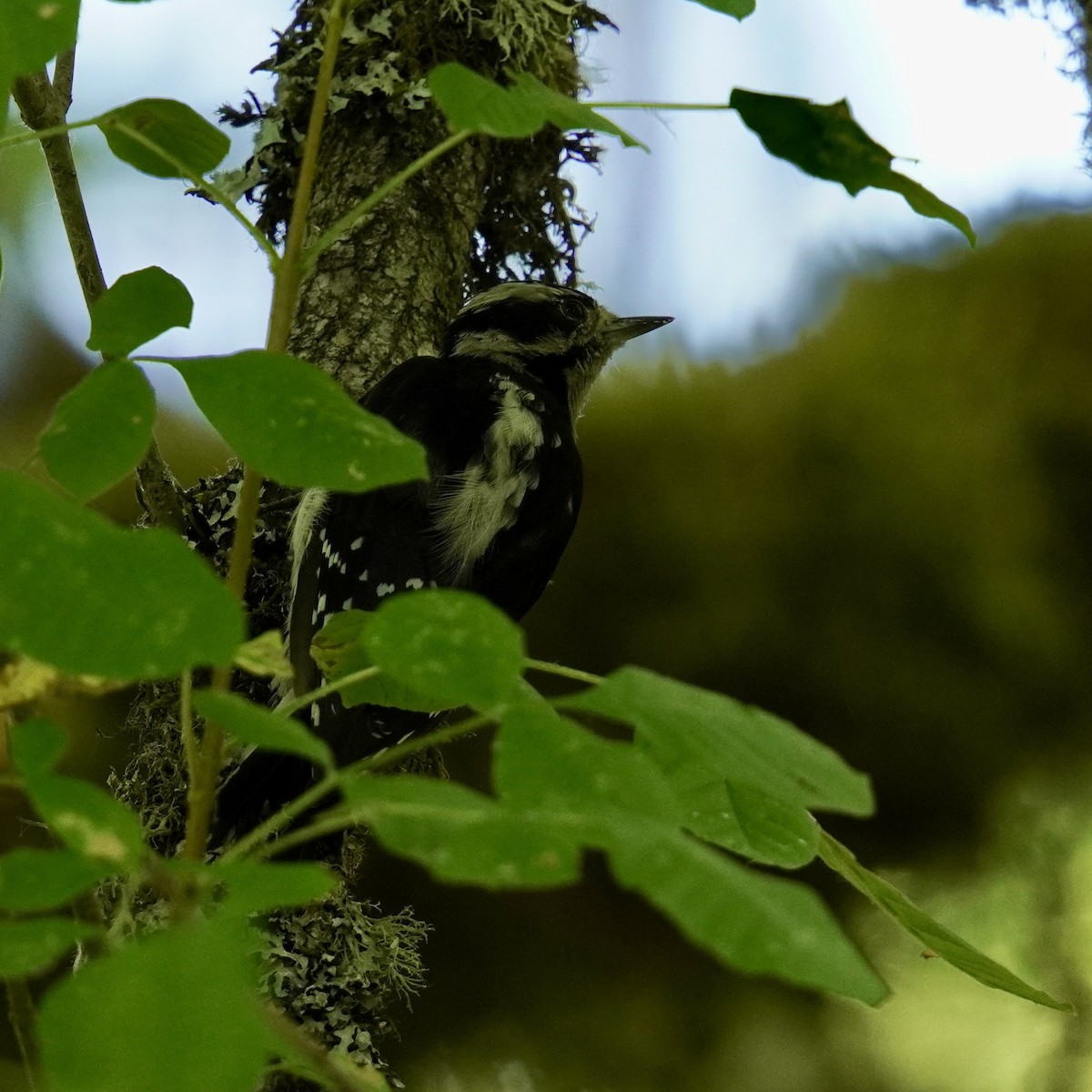 Downy Woodpecker - ML622946713