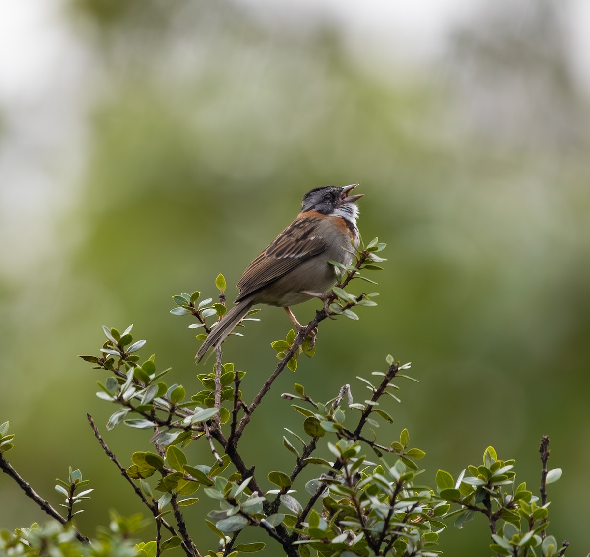 Rufous-collared Sparrow - Carlos Felipe Robayo Jara