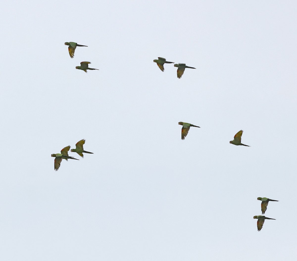 White-eyed Parakeet - ML622946738