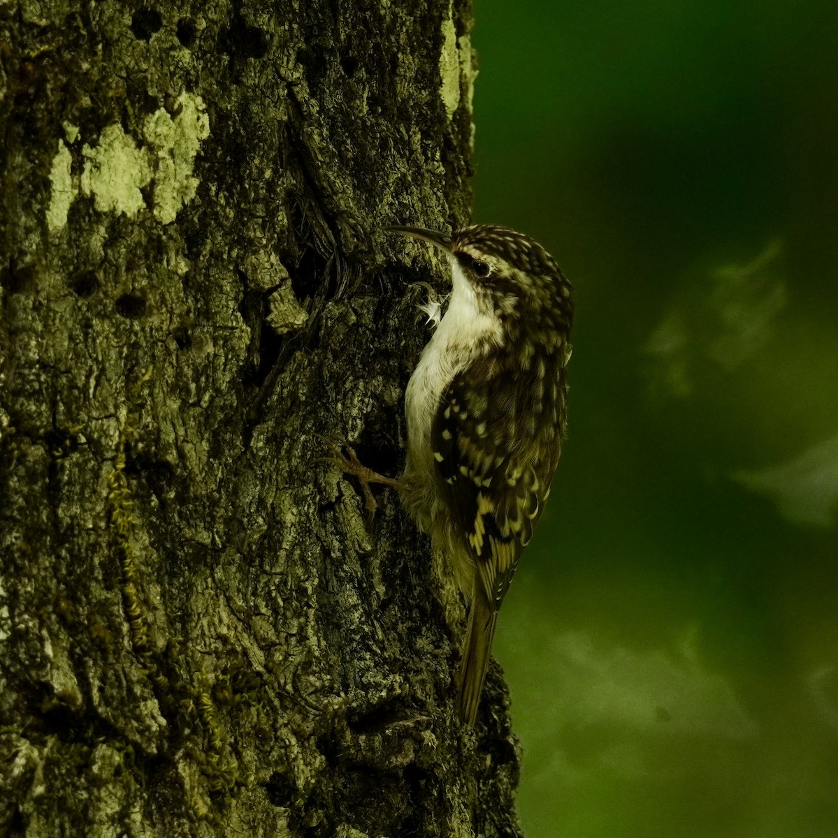 Brown Creeper - ML622946743