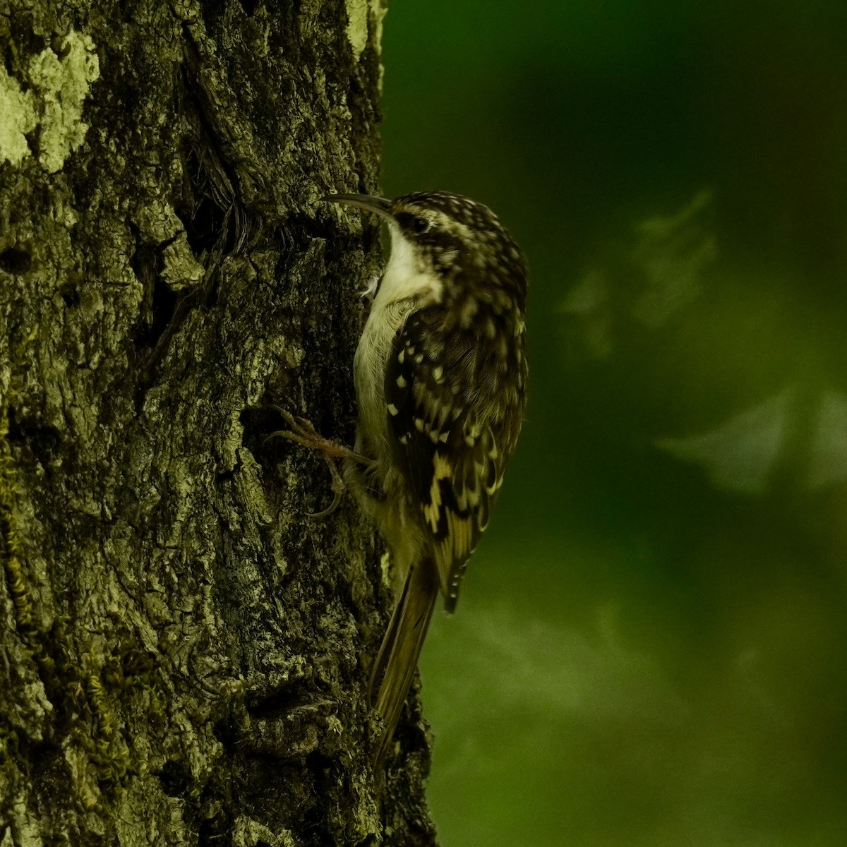 Brown Creeper - ML622946744