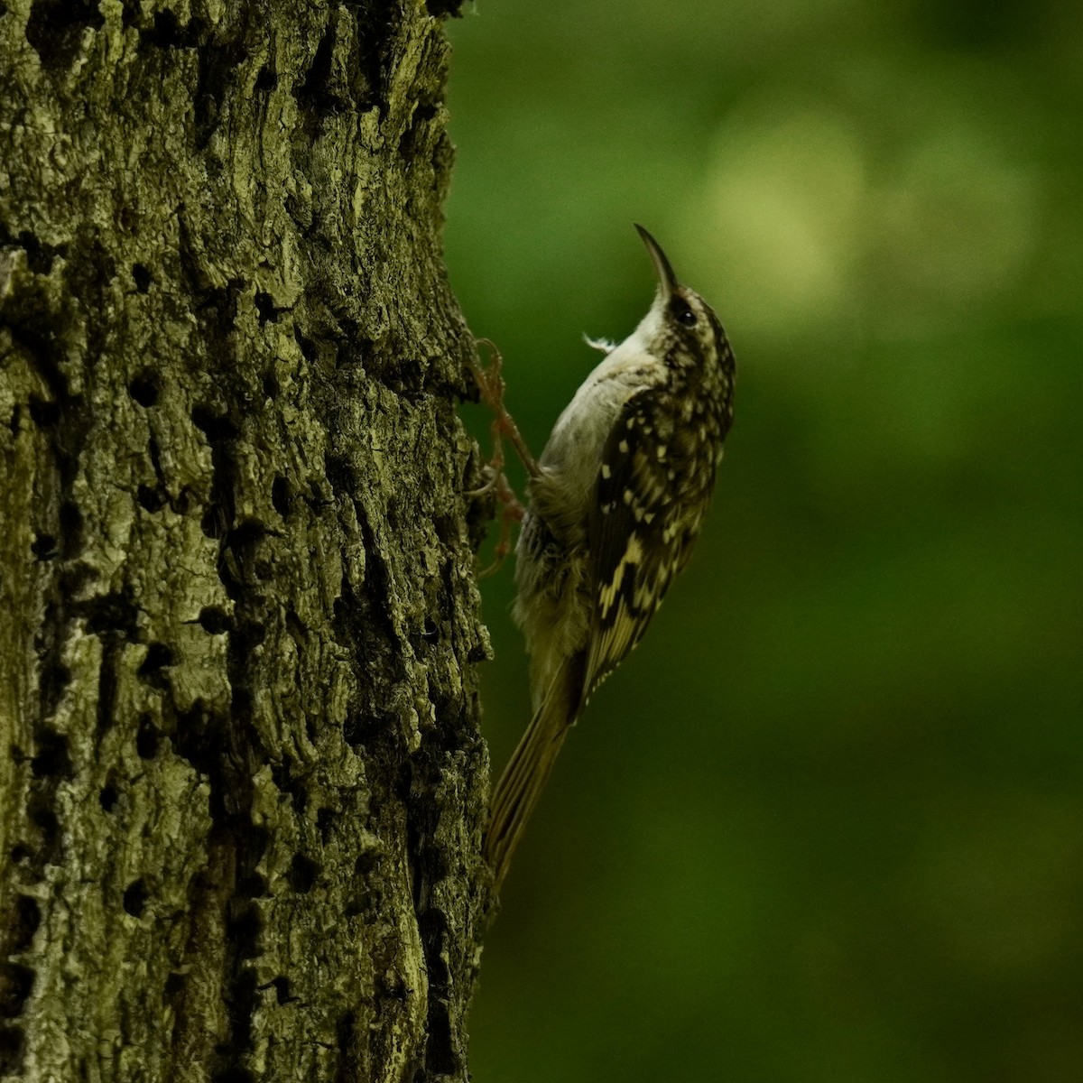 Brown Creeper - ML622946745