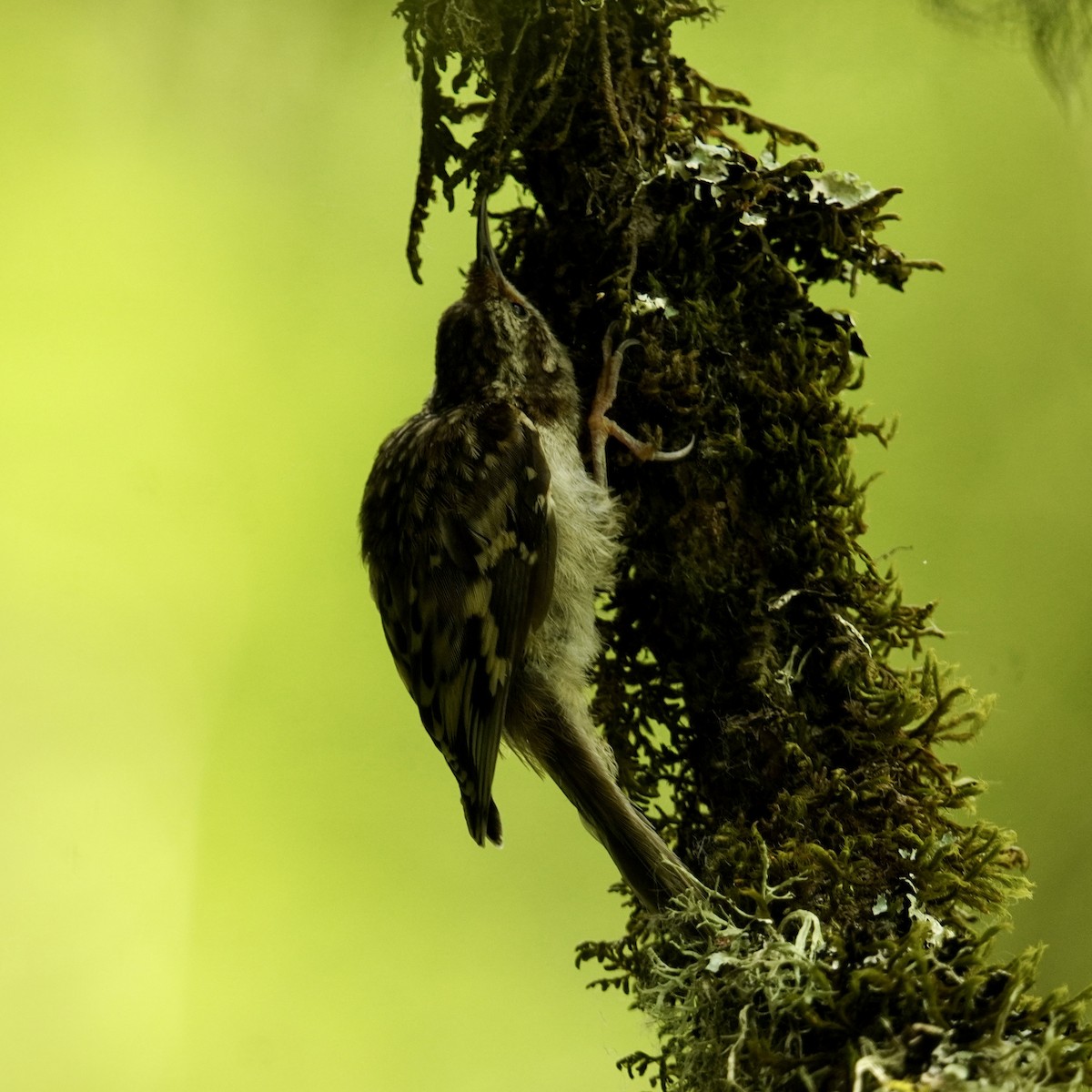 Brown Creeper - ML622946746