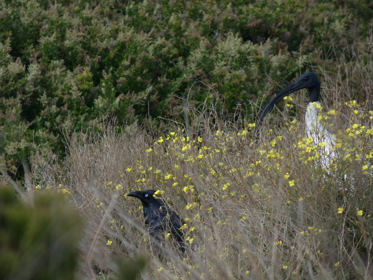 Australian Ibis - ML622946750