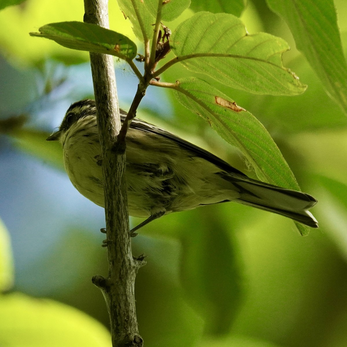 Black-throated Gray Warbler - ML622946760