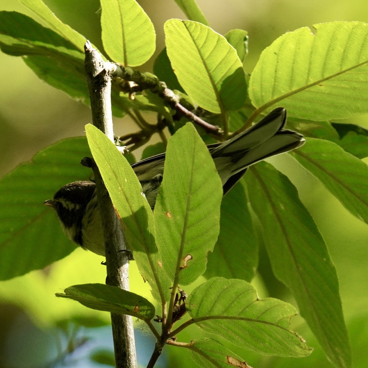 Black-throated Gray Warbler - ML622946761