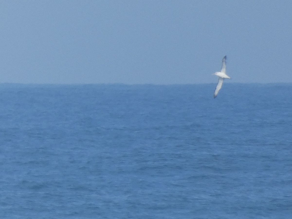 White-capped Albatross - ML622946769