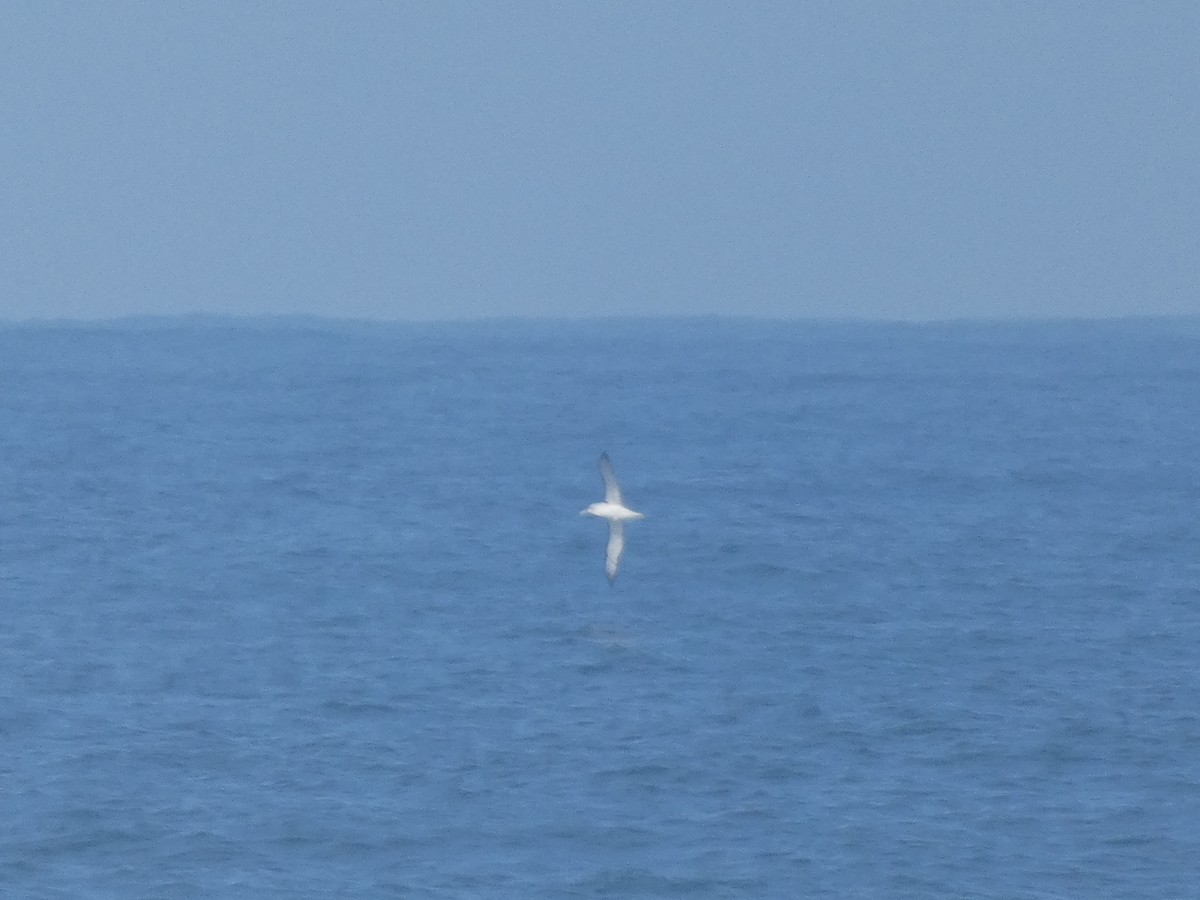 White-capped Albatross - ML622946776