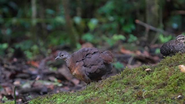 コシギダチョウ - ML622946782