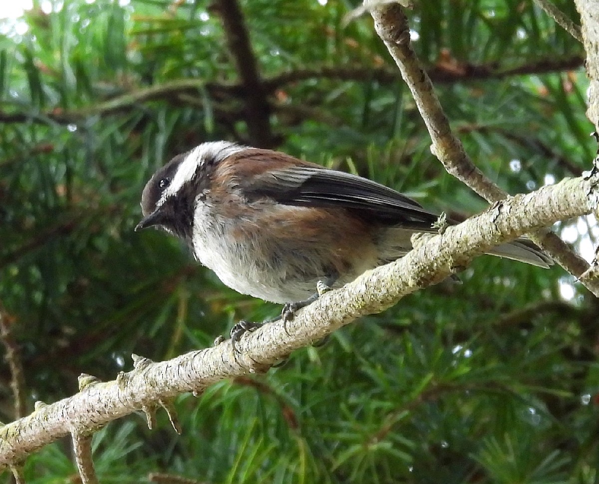 Chestnut-backed Chickadee - ML622946842