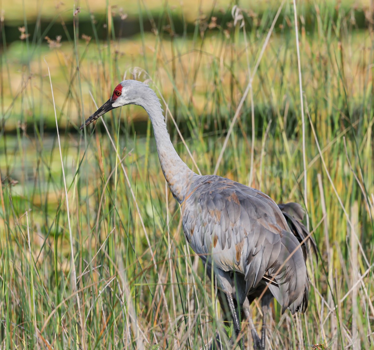 Sandhill Crane - ML622946908