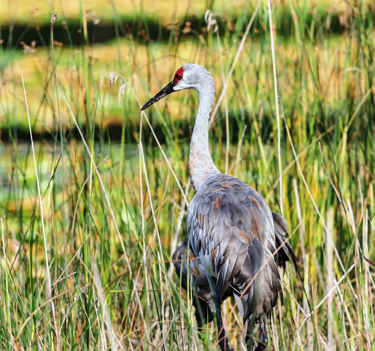 Sandhill Crane - ML622946918