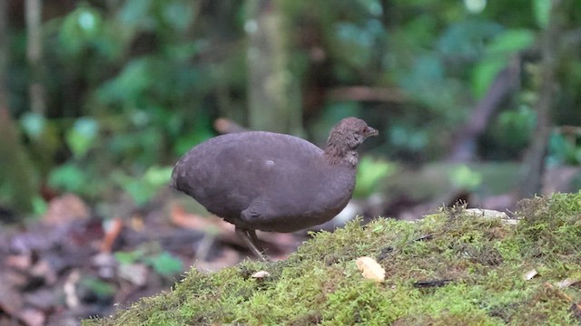 Cinereous Tinamou - ML622946920