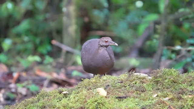 Cinereous Tinamou - ML622946941