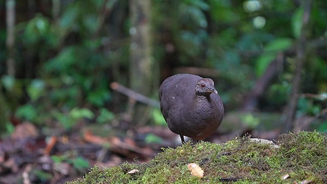 Cinereous Tinamou - ML622946953