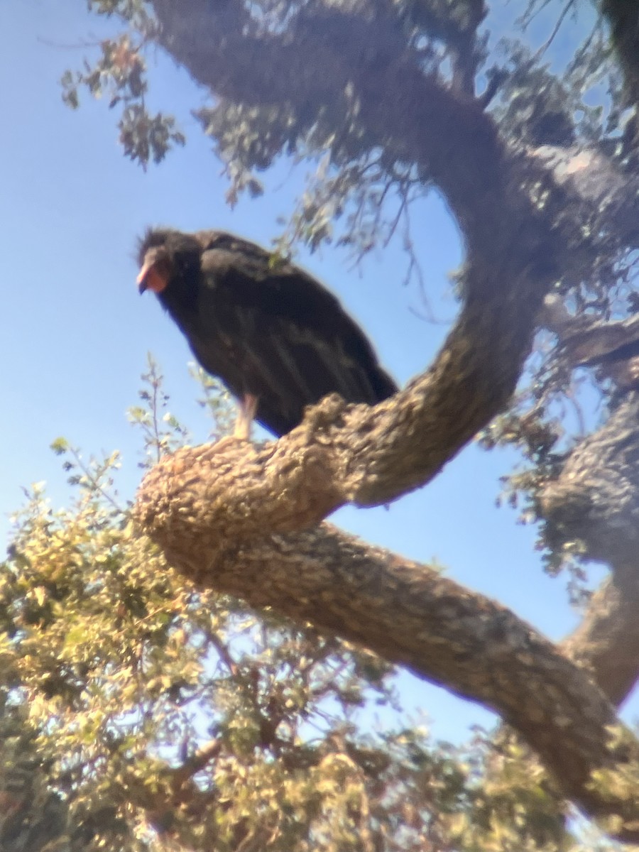 California Condor - Melissa Johnson