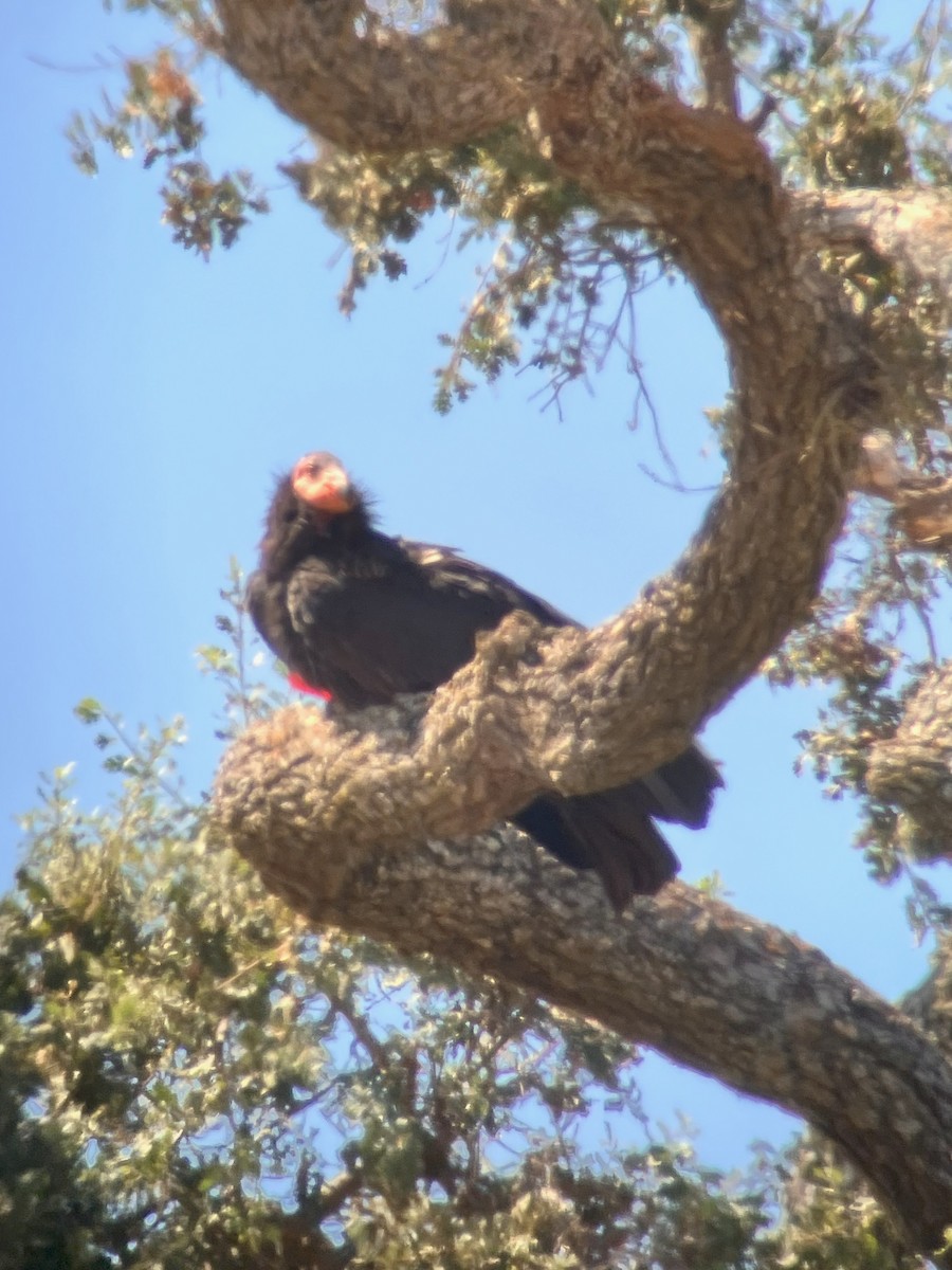 California Condor - Melissa Johnson