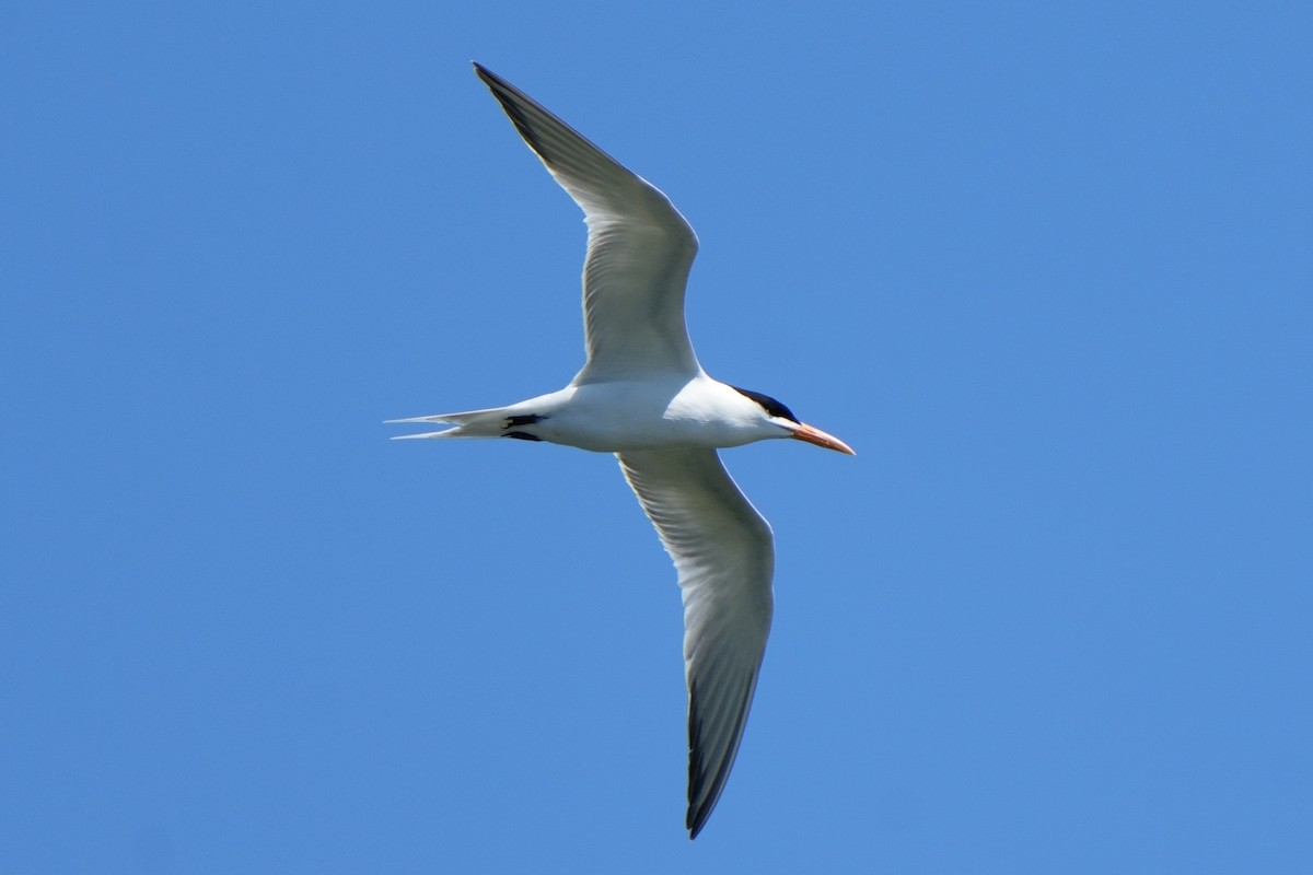 Caspian Tern - ML622947084