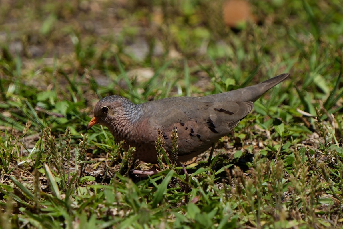 Common Ground Dove - ML622947117