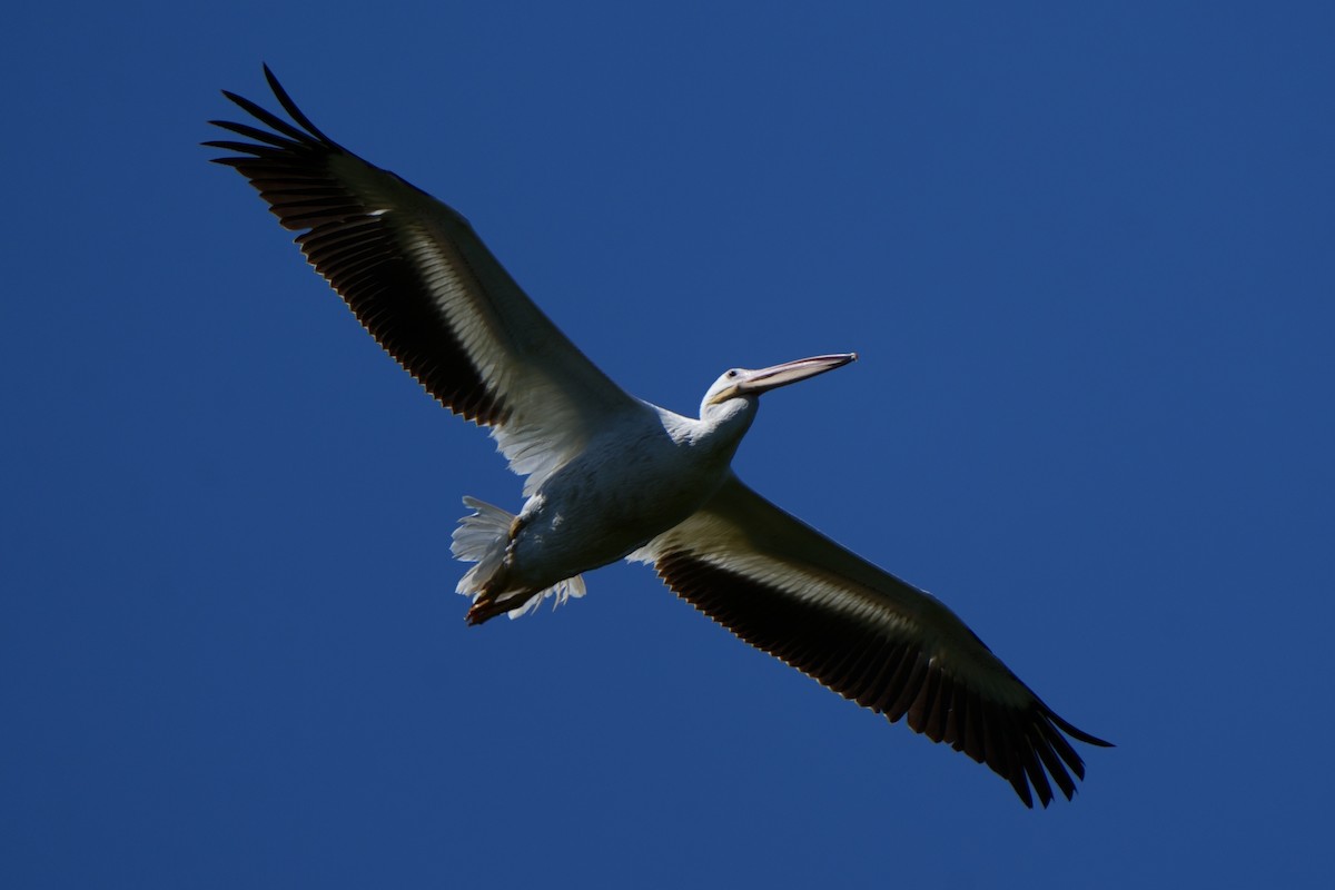 American White Pelican - ML622947129