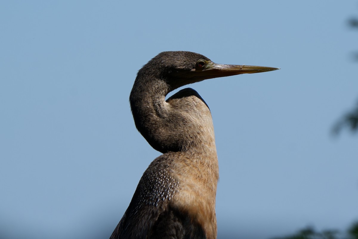 Anhinga - ML622947131