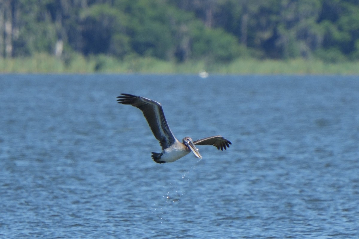 Brown Pelican - ML622947134