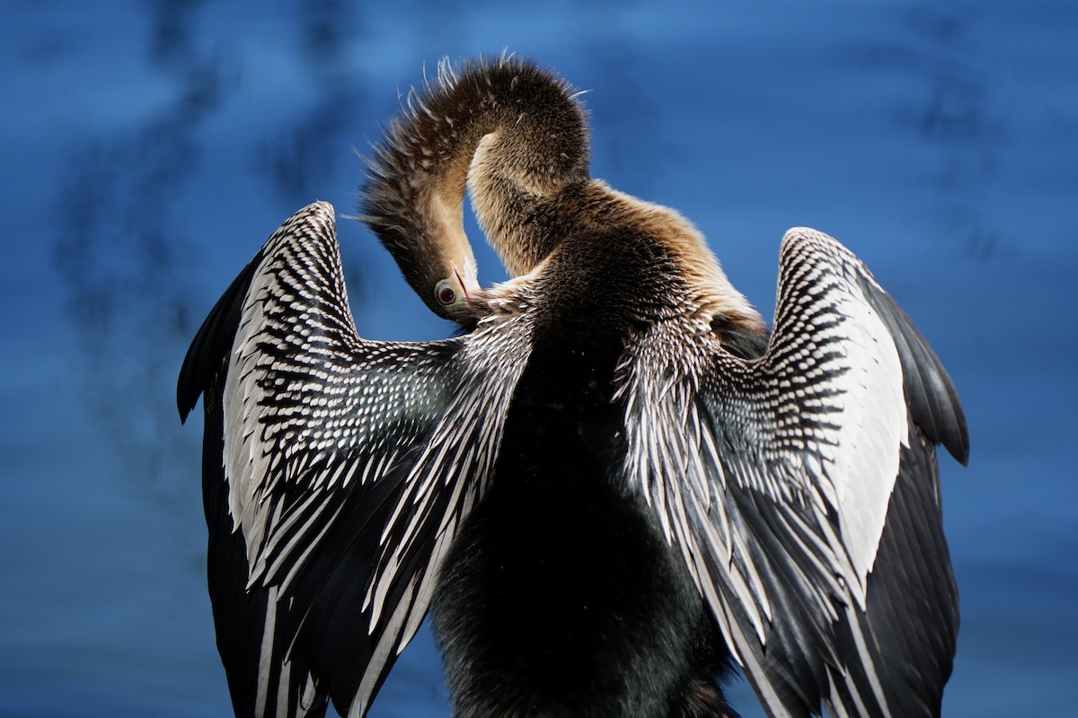 Anhinga - ML622947143