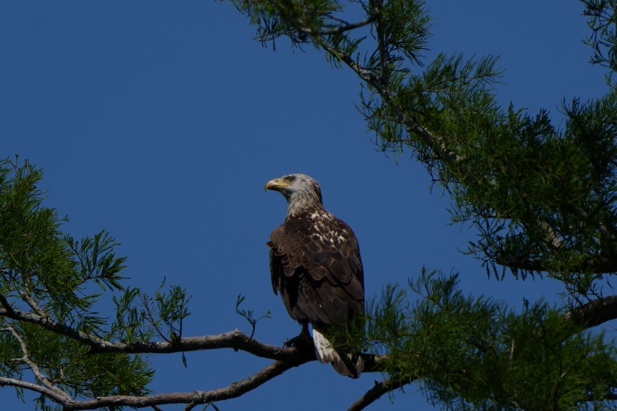 Weißkopf-Seeadler - ML622947152