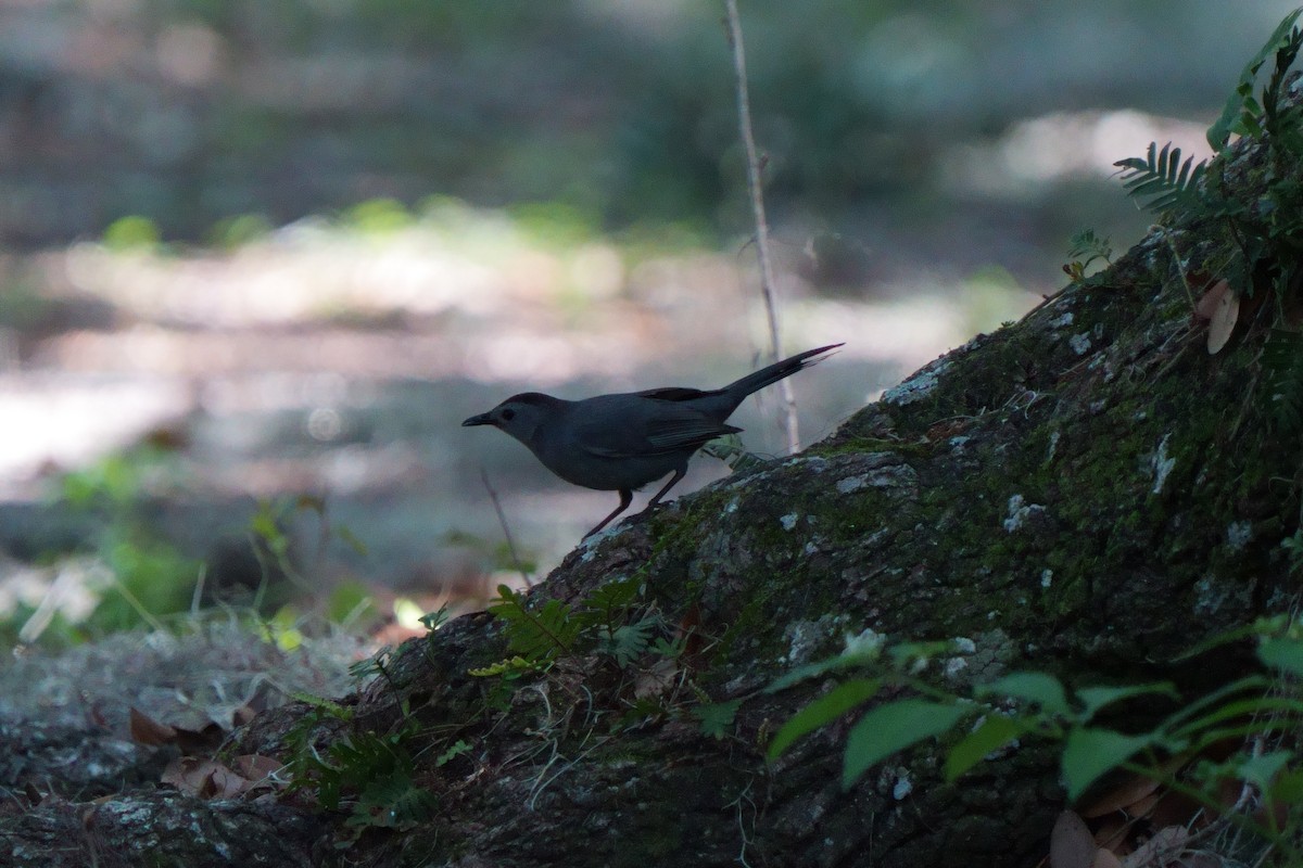 Gray Catbird - ML622947160